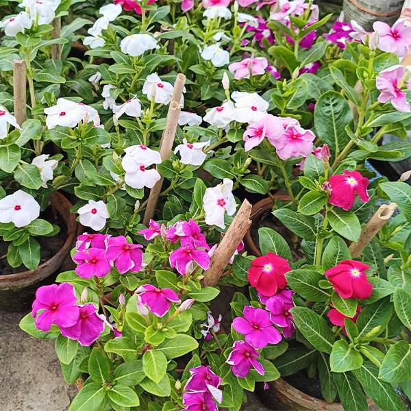 Nayantara Flower