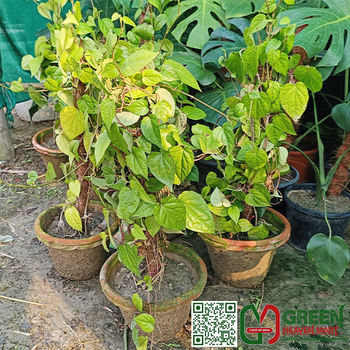 Paan Plant Green Heaven Mart 1