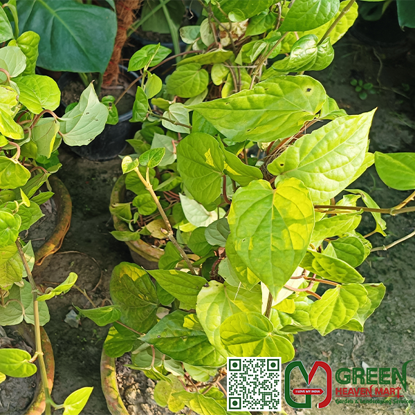 Paan Plant