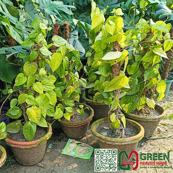Paan Plant