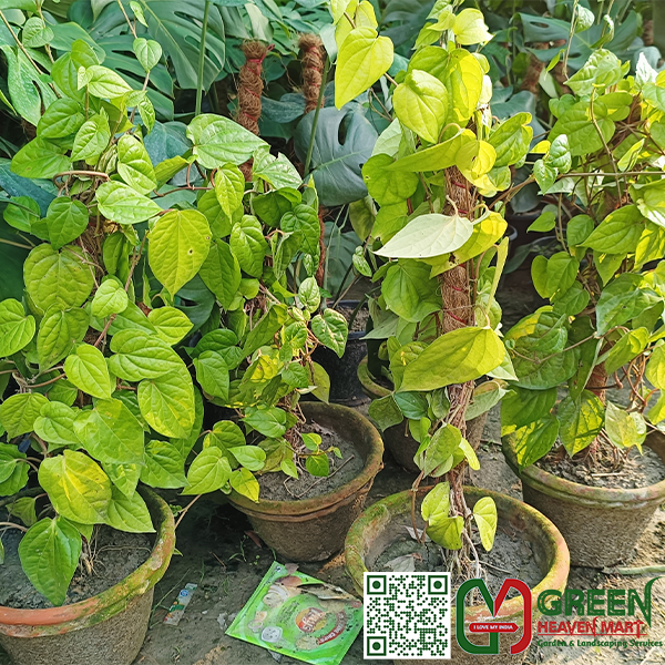 Paan Plant
