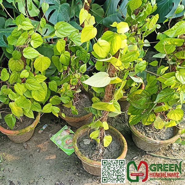 Paan Plant