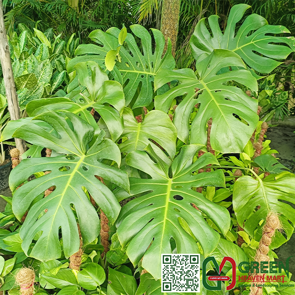 Philodendron Monstera
