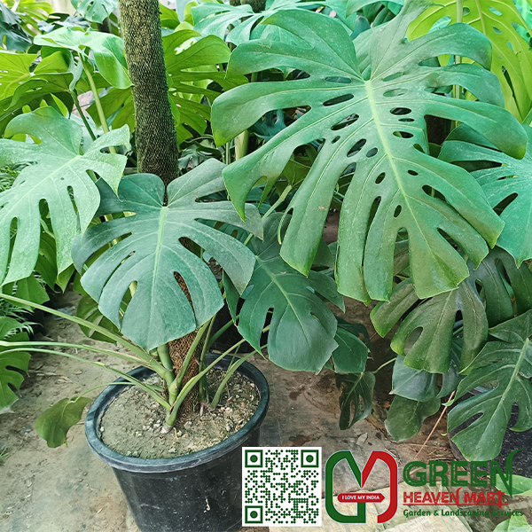 Philodendron Monstera