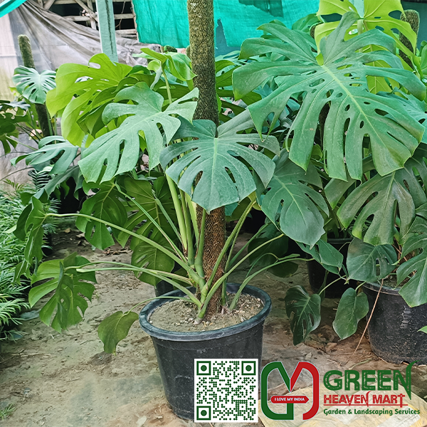 Philodendron Monstera