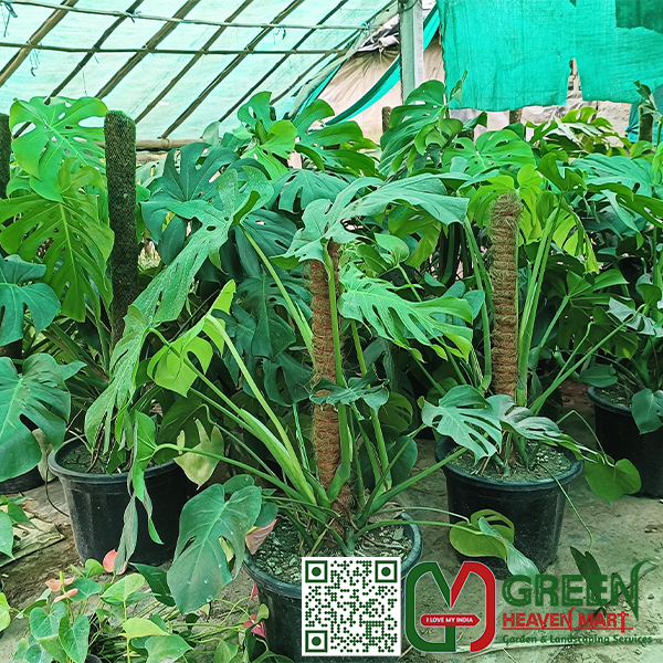 Philodendron Monstera