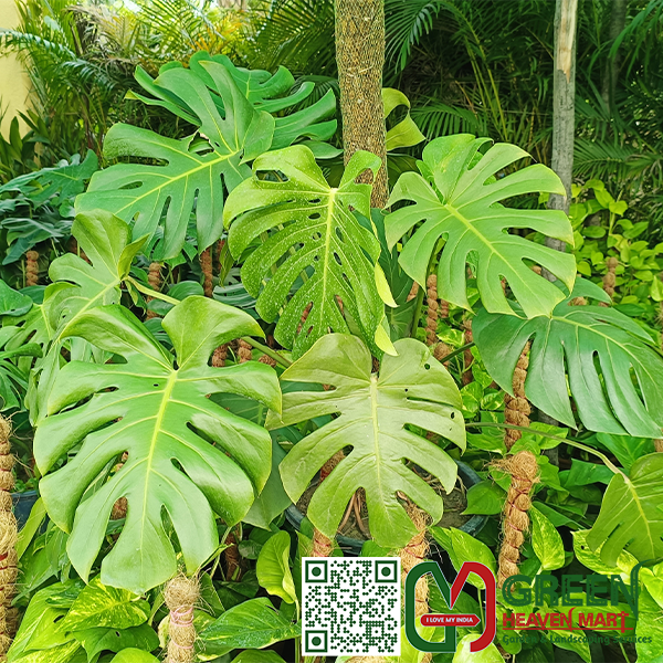 Philodendron Monstera