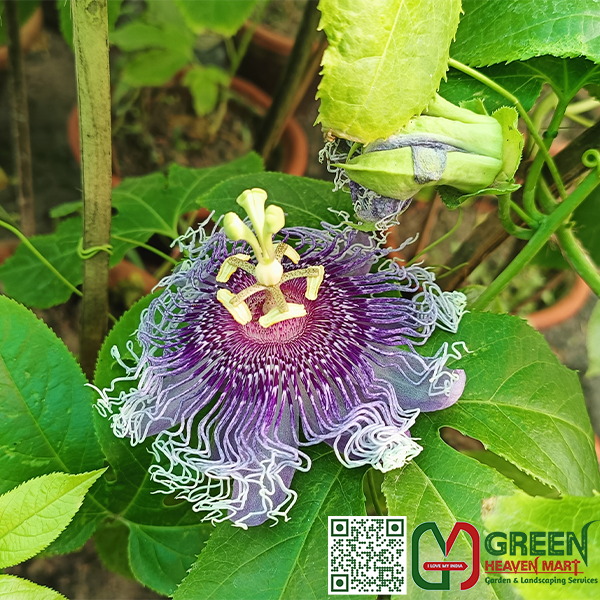 Rakhi Bel Flowers