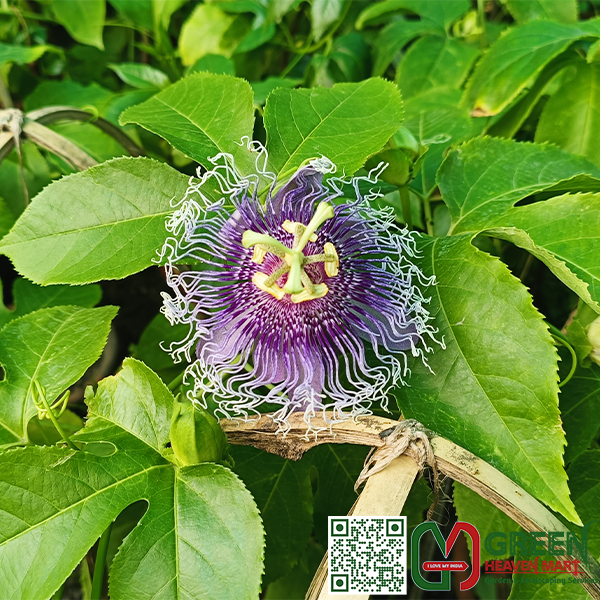 Rakhi Bel Flowers