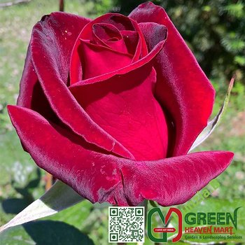 Rose Plant Green Heaven Mart 1