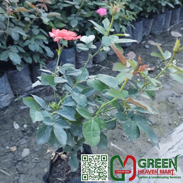 Rose Plant