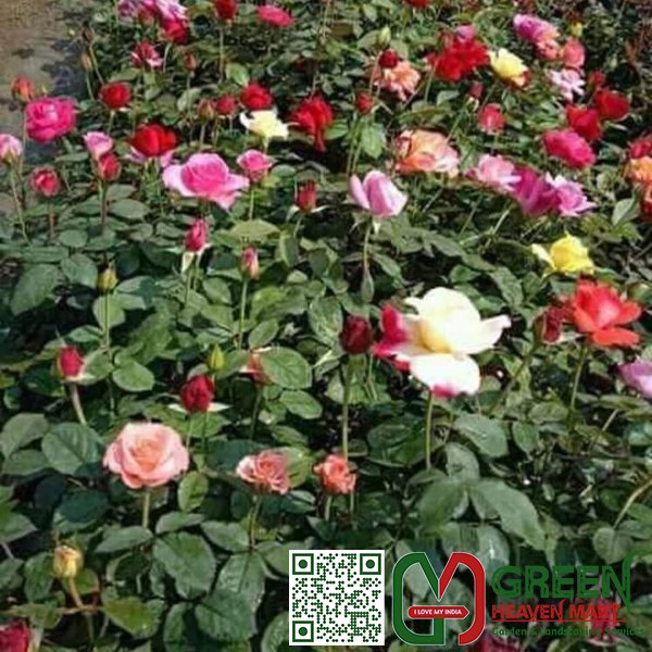Rose Plant