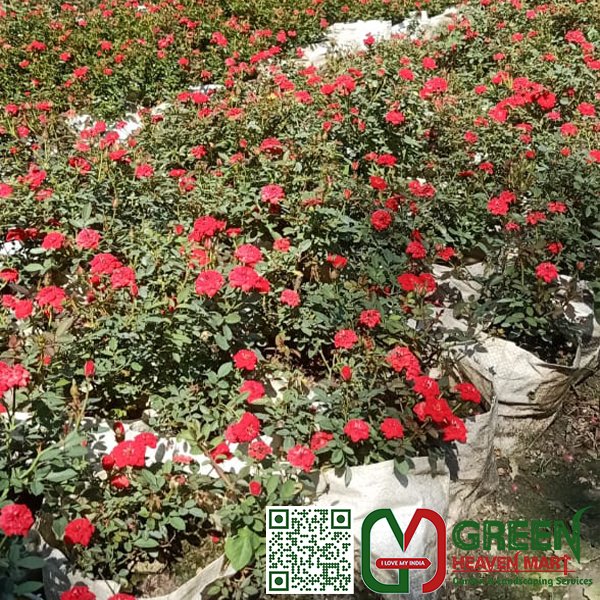 Rose Plant