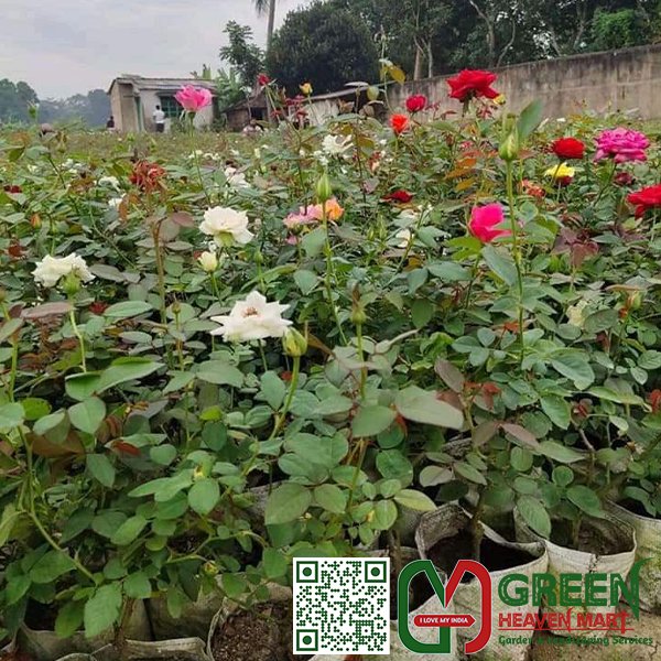 Rose Plant