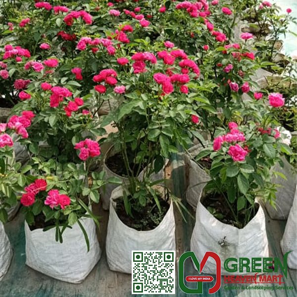 Rose Plant
