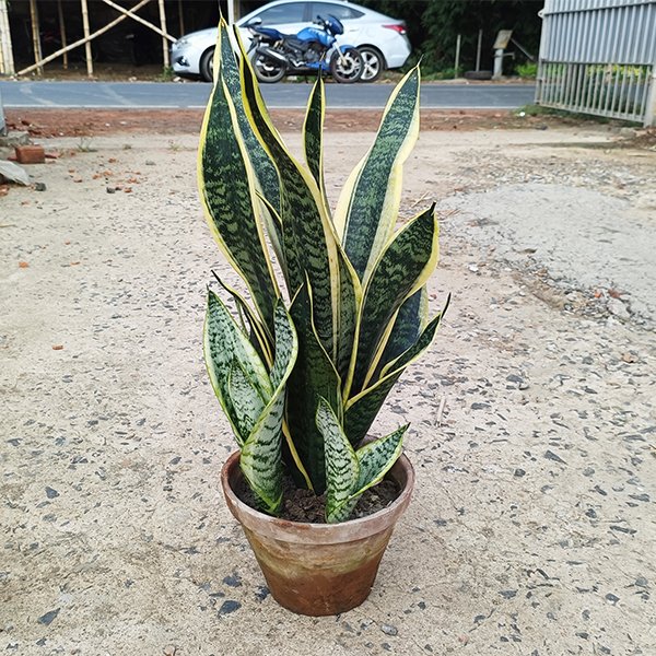 Sansevieria Plant