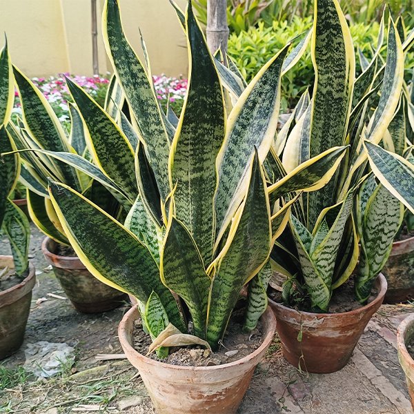 Sansevieria Plant