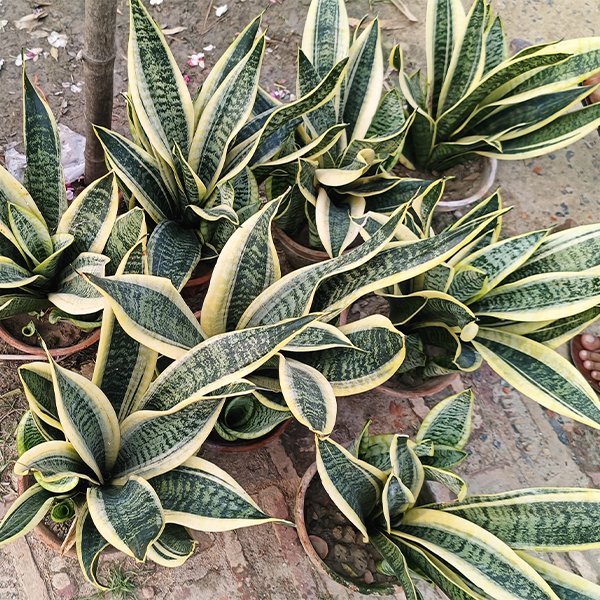 Sansevieria Plant
