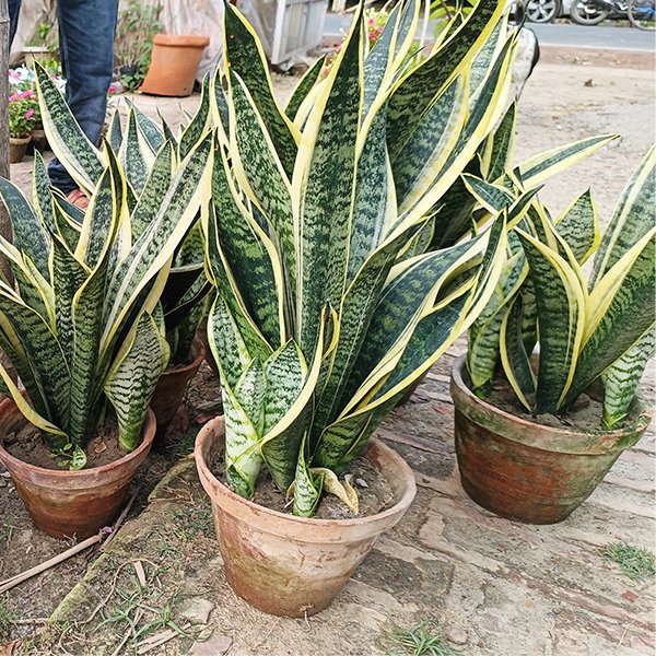Sansevieria Plant