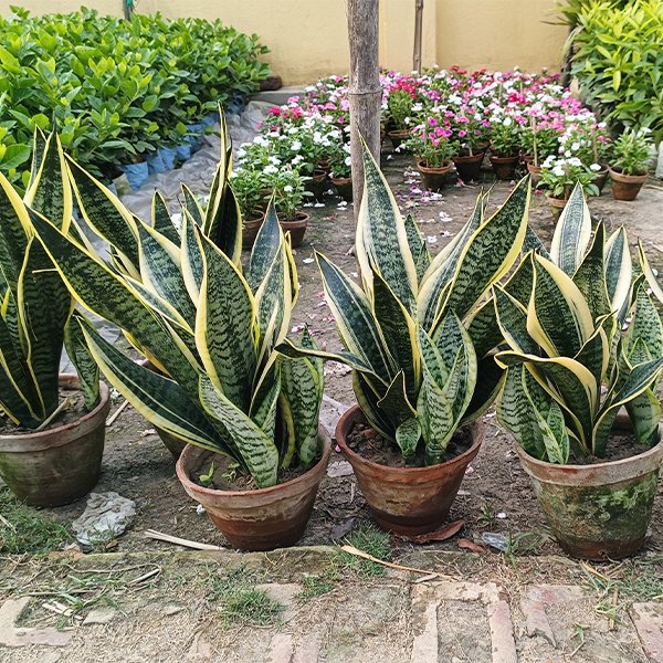 Sansevieria Plant