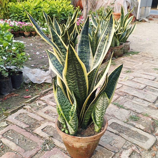 Sansevieria Plant
