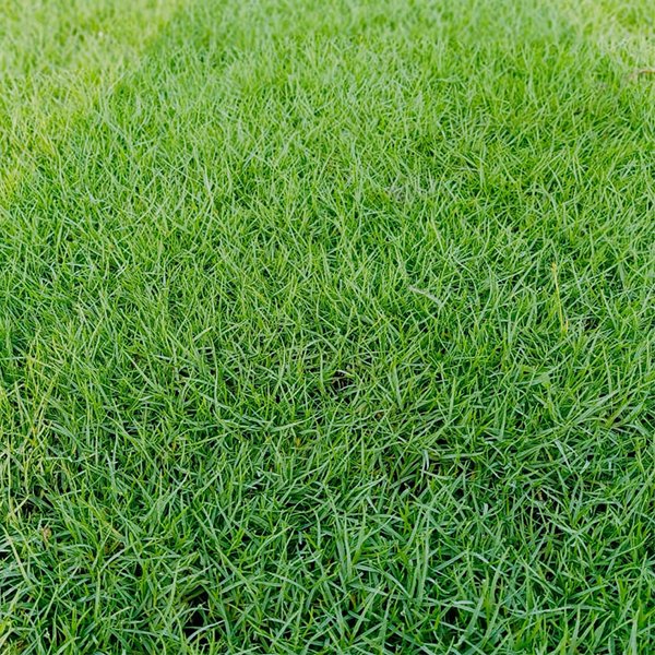 Selection Grass