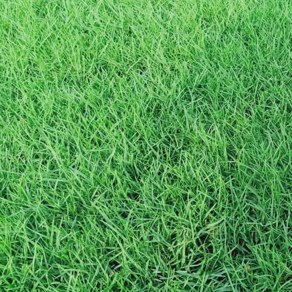 Selection Grass