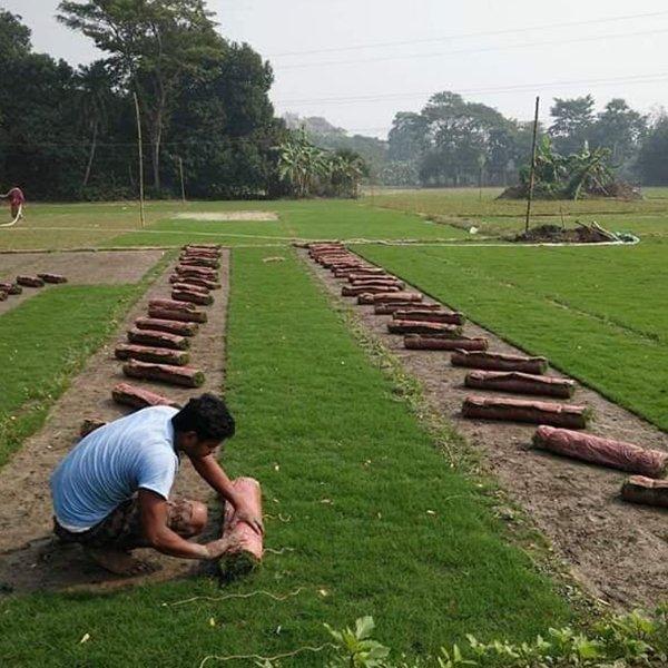 Selection Grass