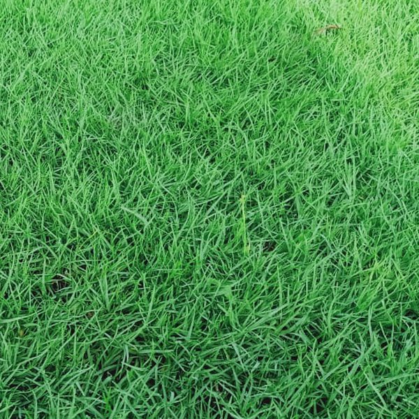 Selection Grass