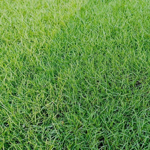 Selection Grass